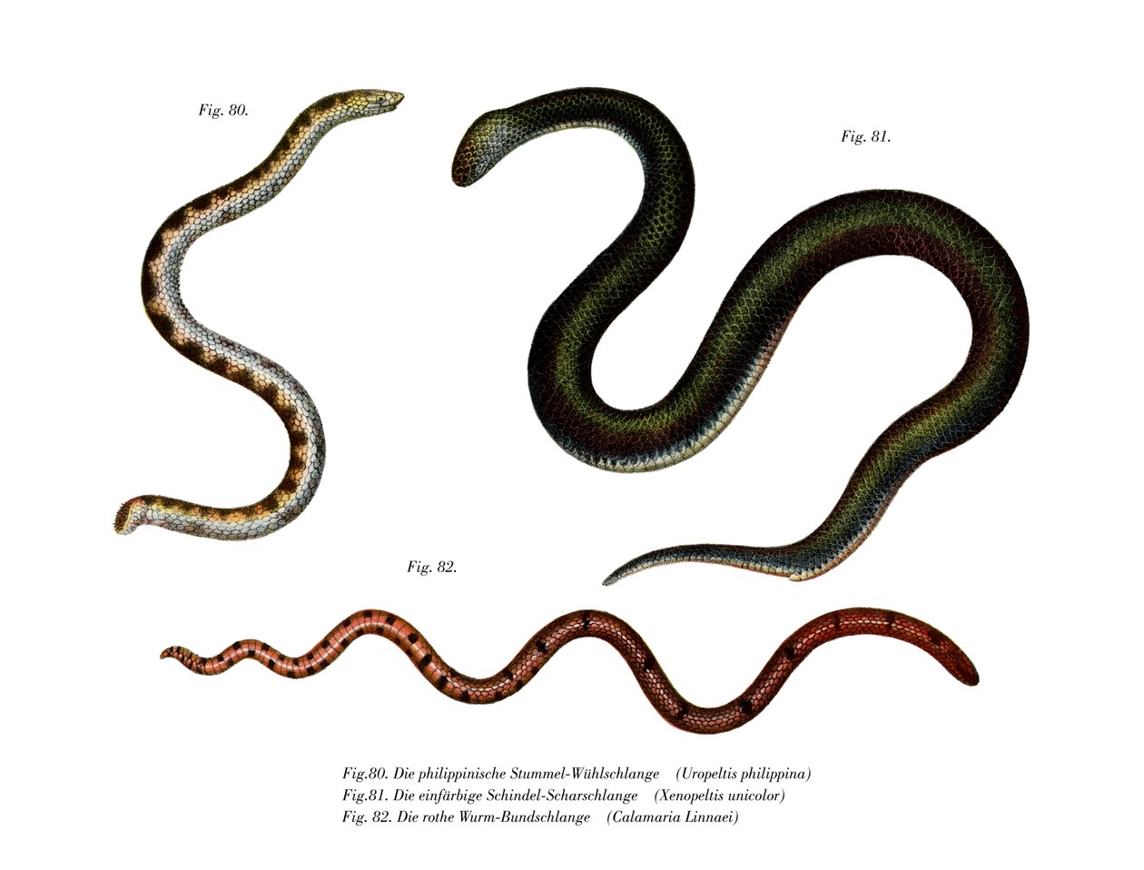 Serpiente de cola de escudo grande de German School