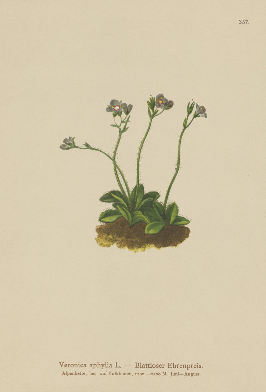Verónica de tallo sin hojas (Veronica aphylla) de German School
