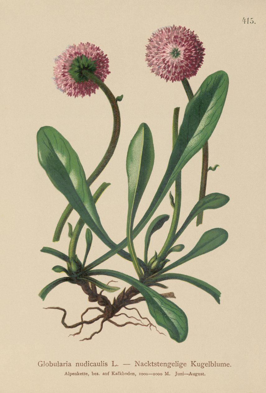 Globularia sin hojas (Globularia nudicaulis) de German School