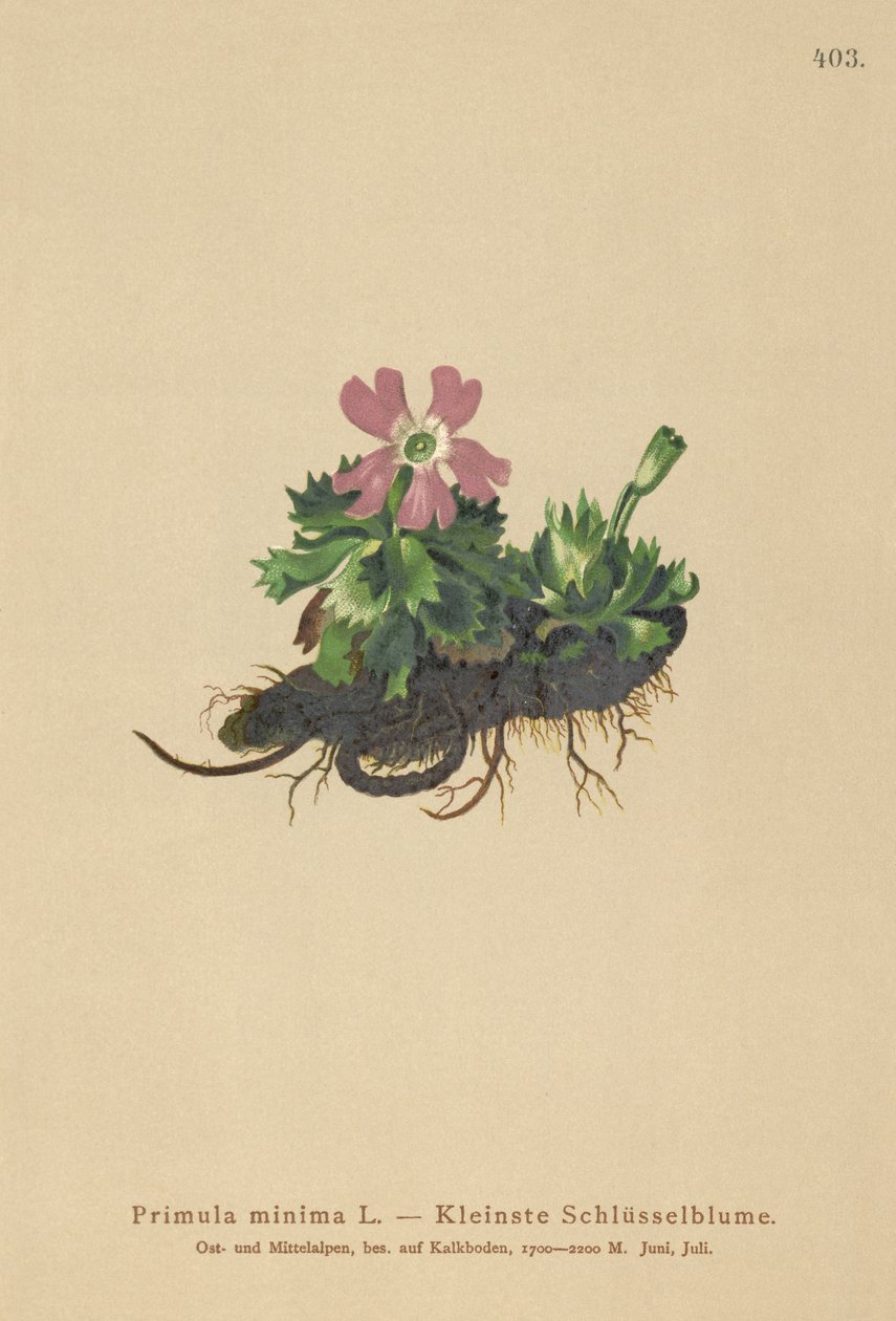 Primavera menor (Primula minima, Auriculastrum primula, Primula veris) de German School