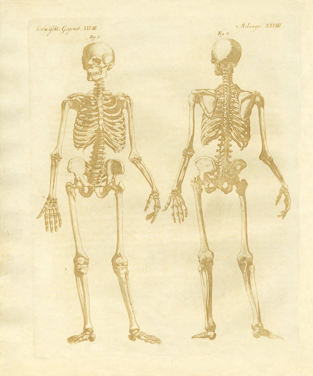 Estructura de las piernas de cuerpos humanos de German School