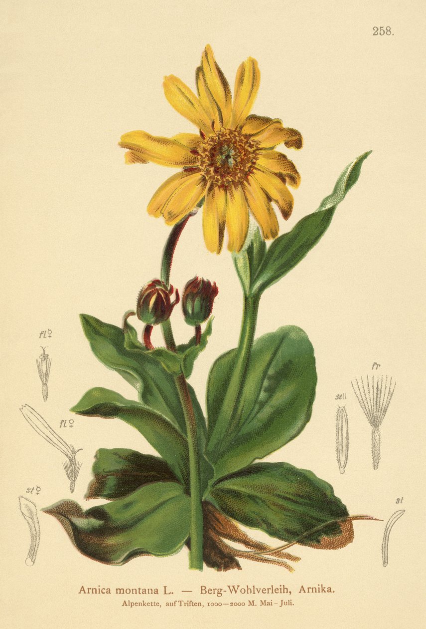 Matacabras (Arnica montana) de German School