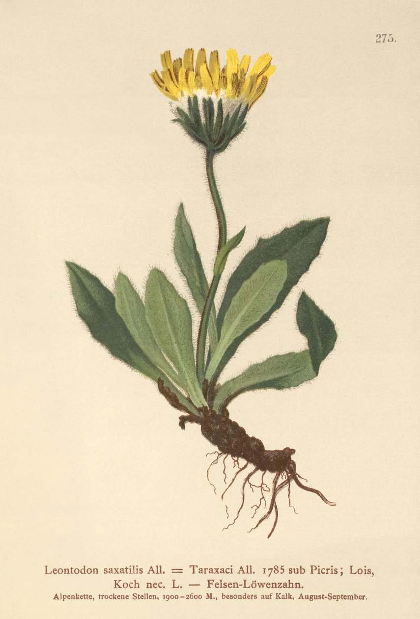 Diente de león menor (Leontodon saxatilis, Leontodon Taraxaci) de German School