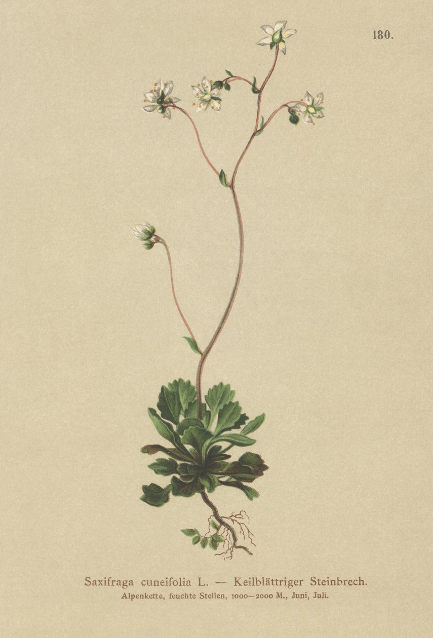 Saxífraga menor de Londres (Saxifraga cuneifolia) de German School
