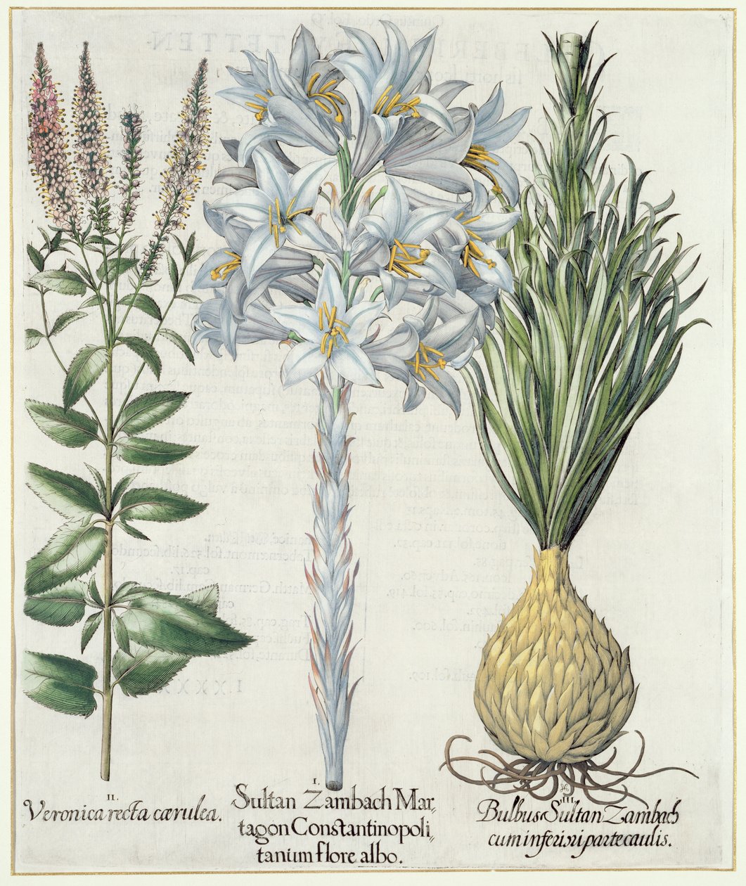 Lirio: 1. Sultan Zambach Martagon Constantinopolitanum flore albo 2. Veronica recta carnlea 3. Bulbo Sultan Zambach cuminfeunipartecaulis, de Hortus Eystettensis por Basil Besler, pub. 1613 de German School