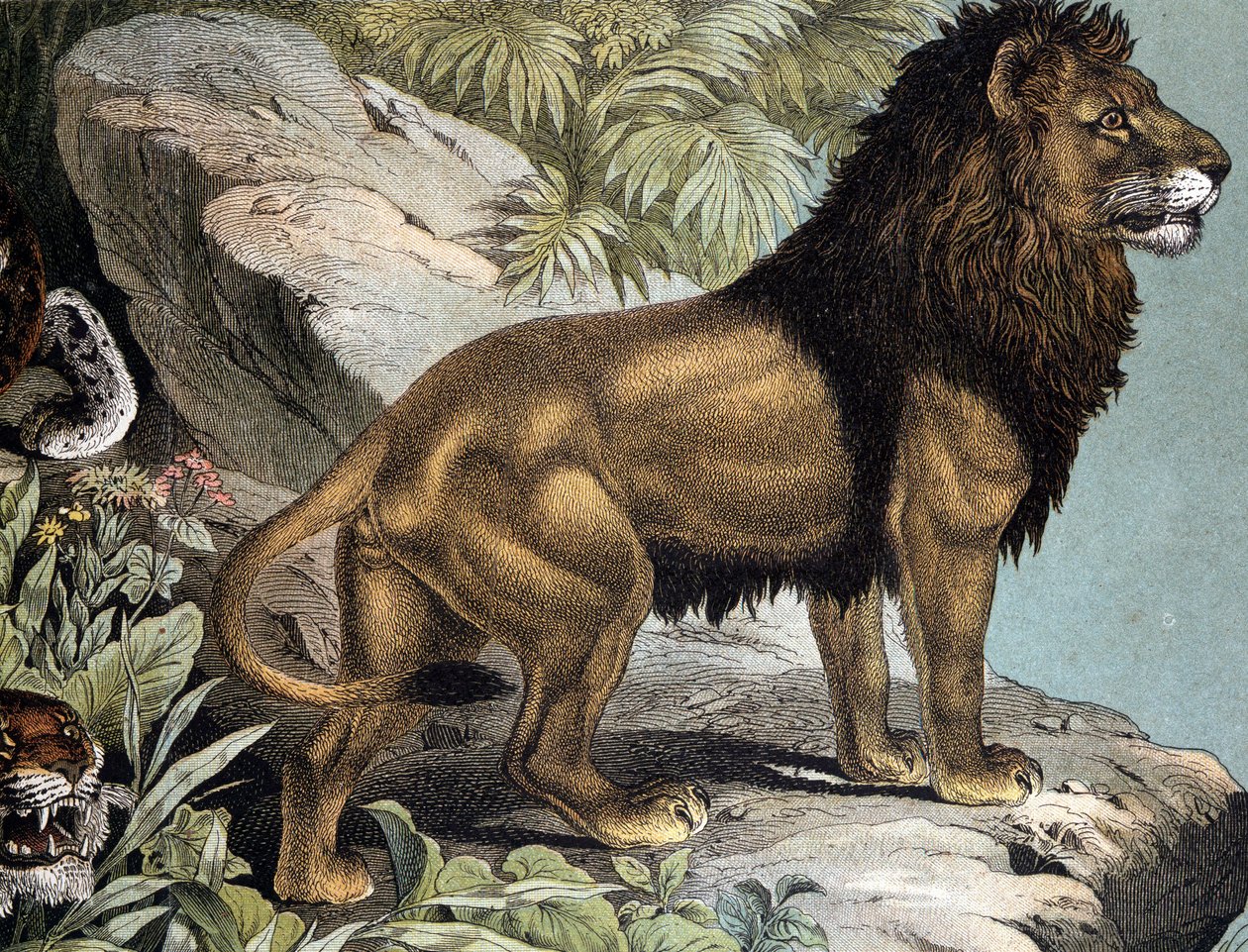 León - en "Historia Natural de los Mamíferos", ed. Schreiber, Múnich de German School