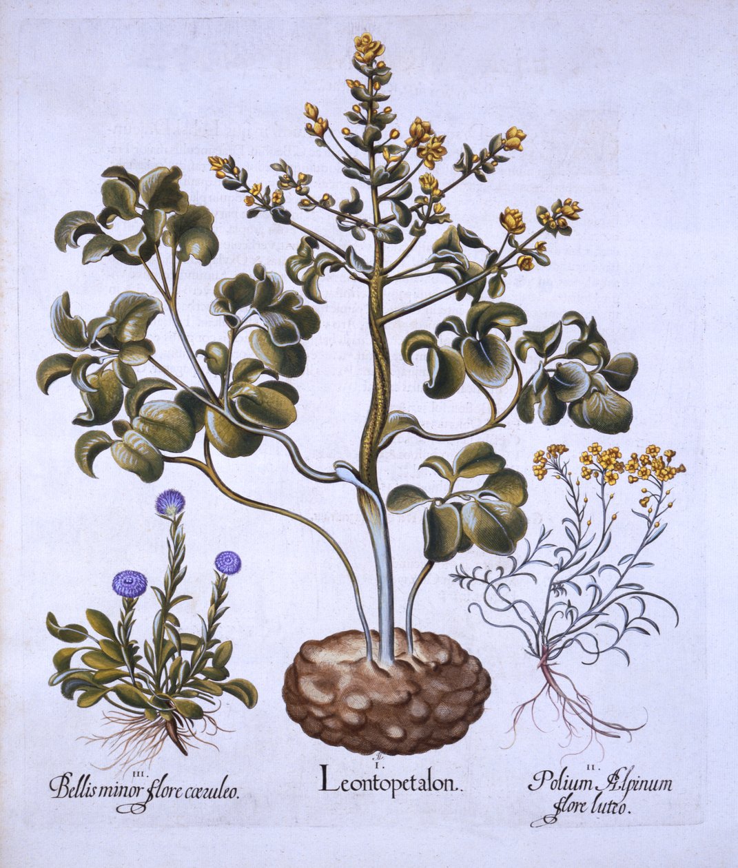 Hoja de León y Flores Alpinas, de Hortus Eystettensis, por Basil Besler, pub. 1613 de German School
