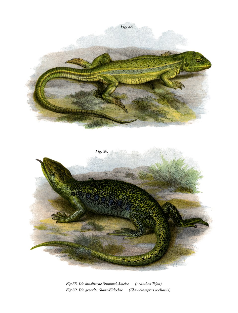 Lagarto de German School