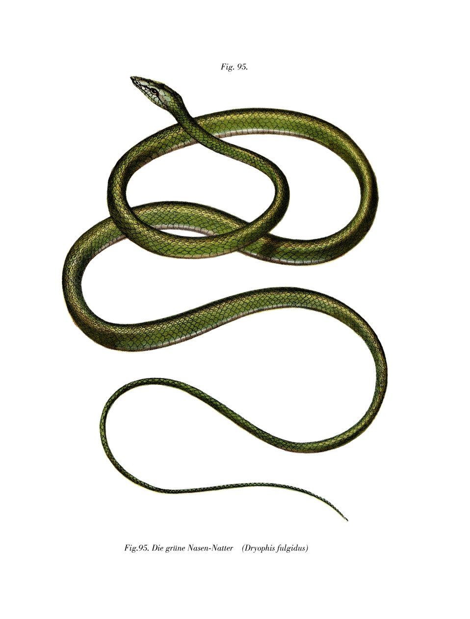 Serpiente de árbol de nariz larga de German School