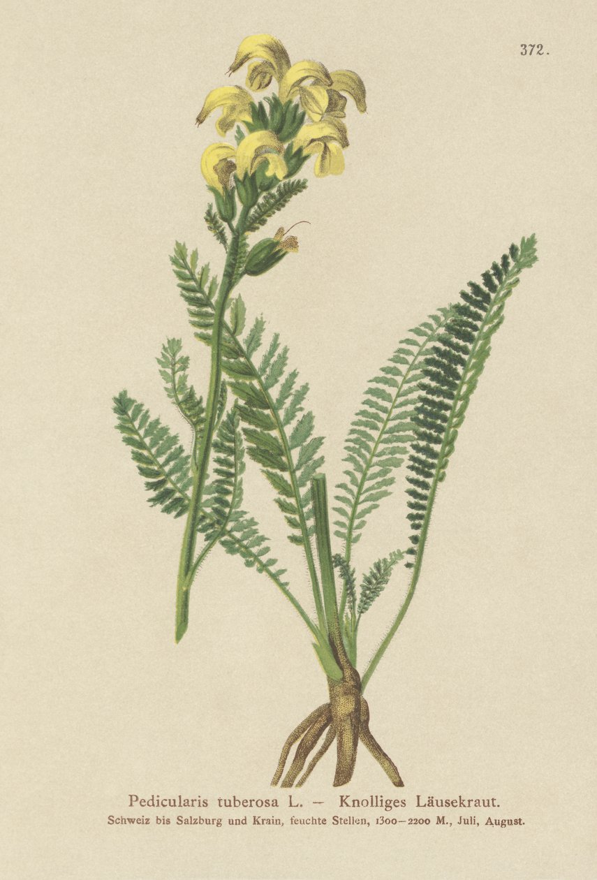 Pedicularis amarilla de pico largo (Pedicularis tuberosa) de German School