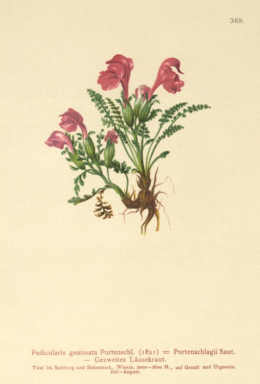 Pedicularis (Pedicularis geminata, Pedicularis Portenschlagii, Pedicularis pumila) de German School