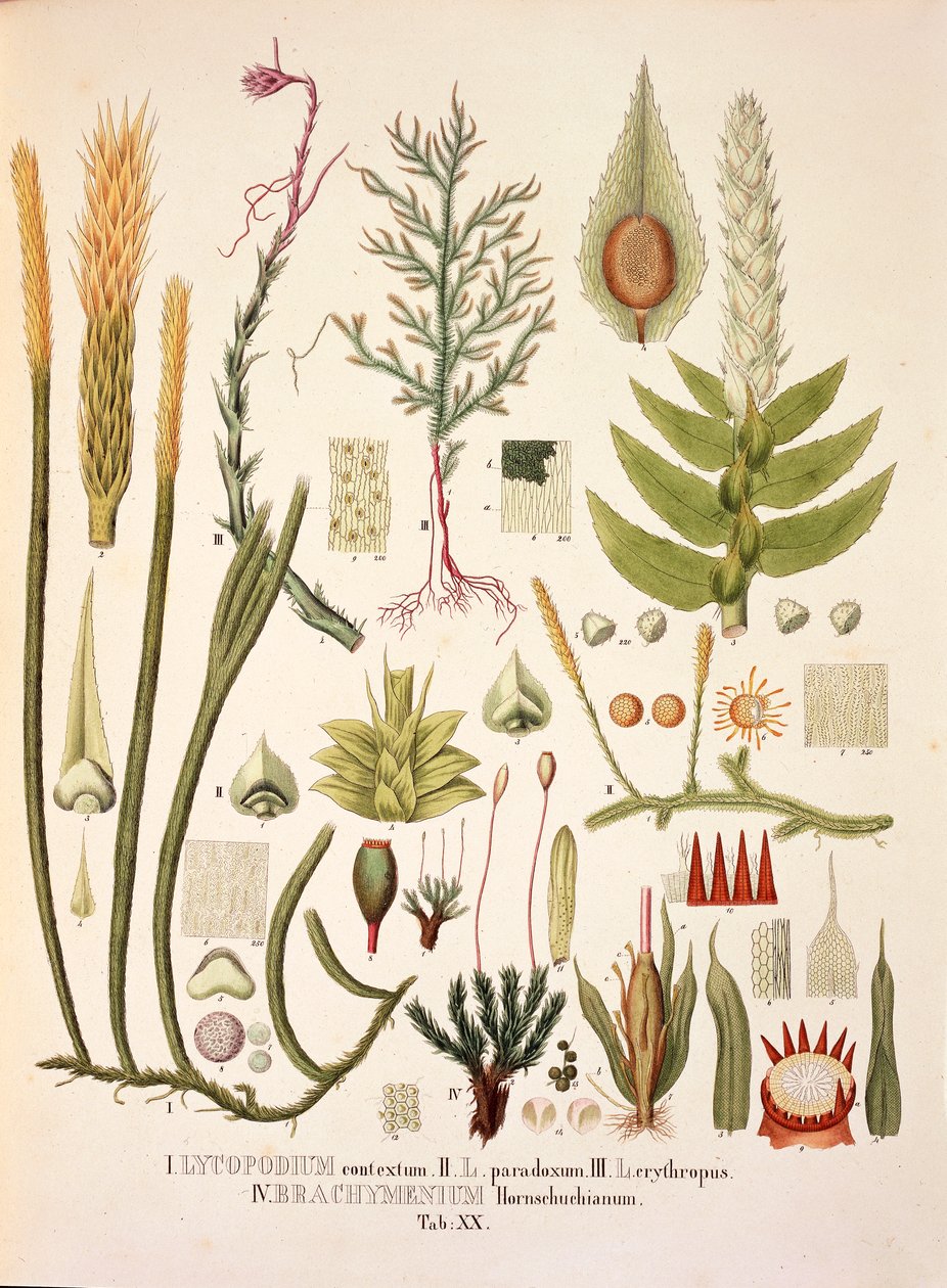 Lycopodium y Brachymenium, tabla XX de 