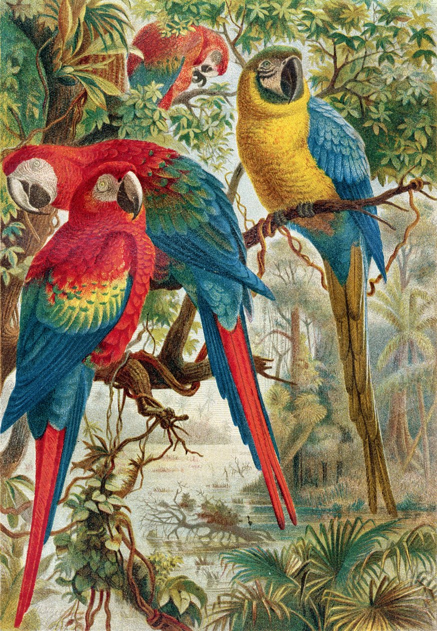 Guacamayos, lámina de Brehms Tierleben: Allgemeine Kunde des Tierreichs, vol.5, p.60, publicado por Bibliographisches Institut, 1892 de German School