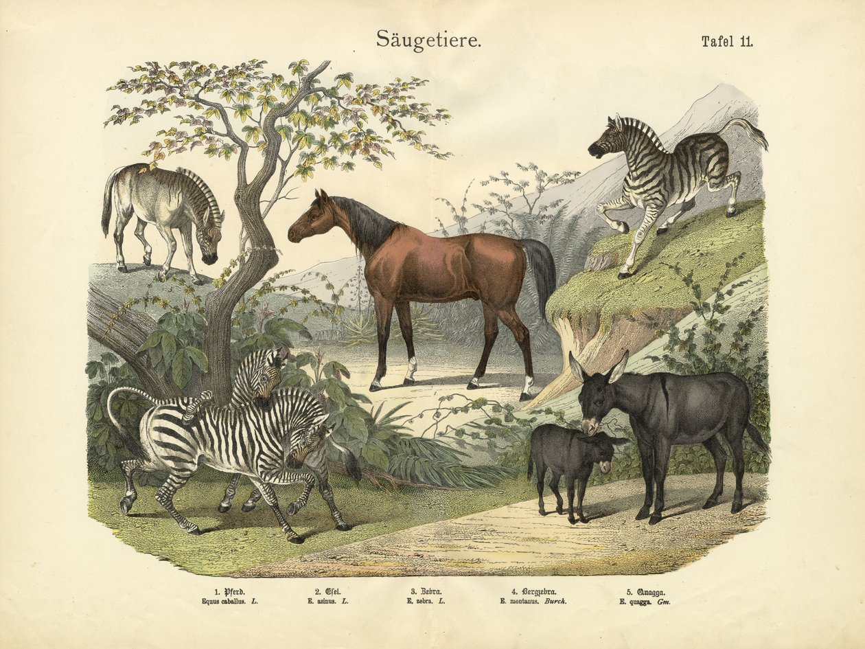 Mamíferos, c.1860 de German School