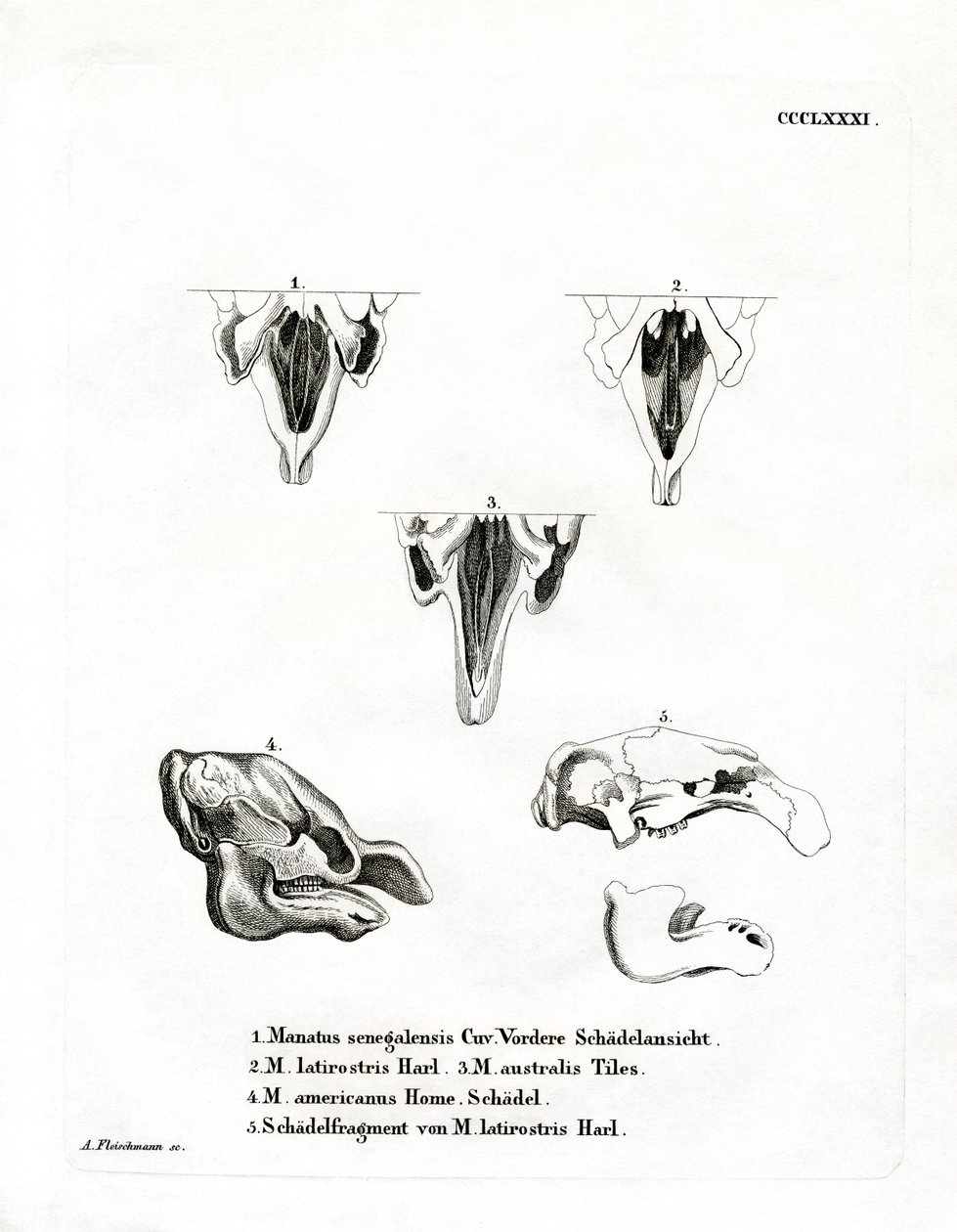 Cráneos de Manatí de German School