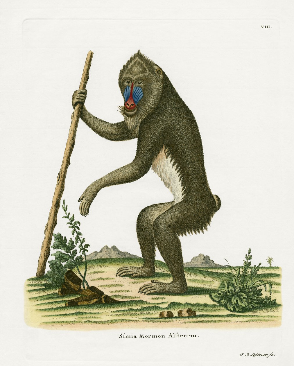 Mandril de German School