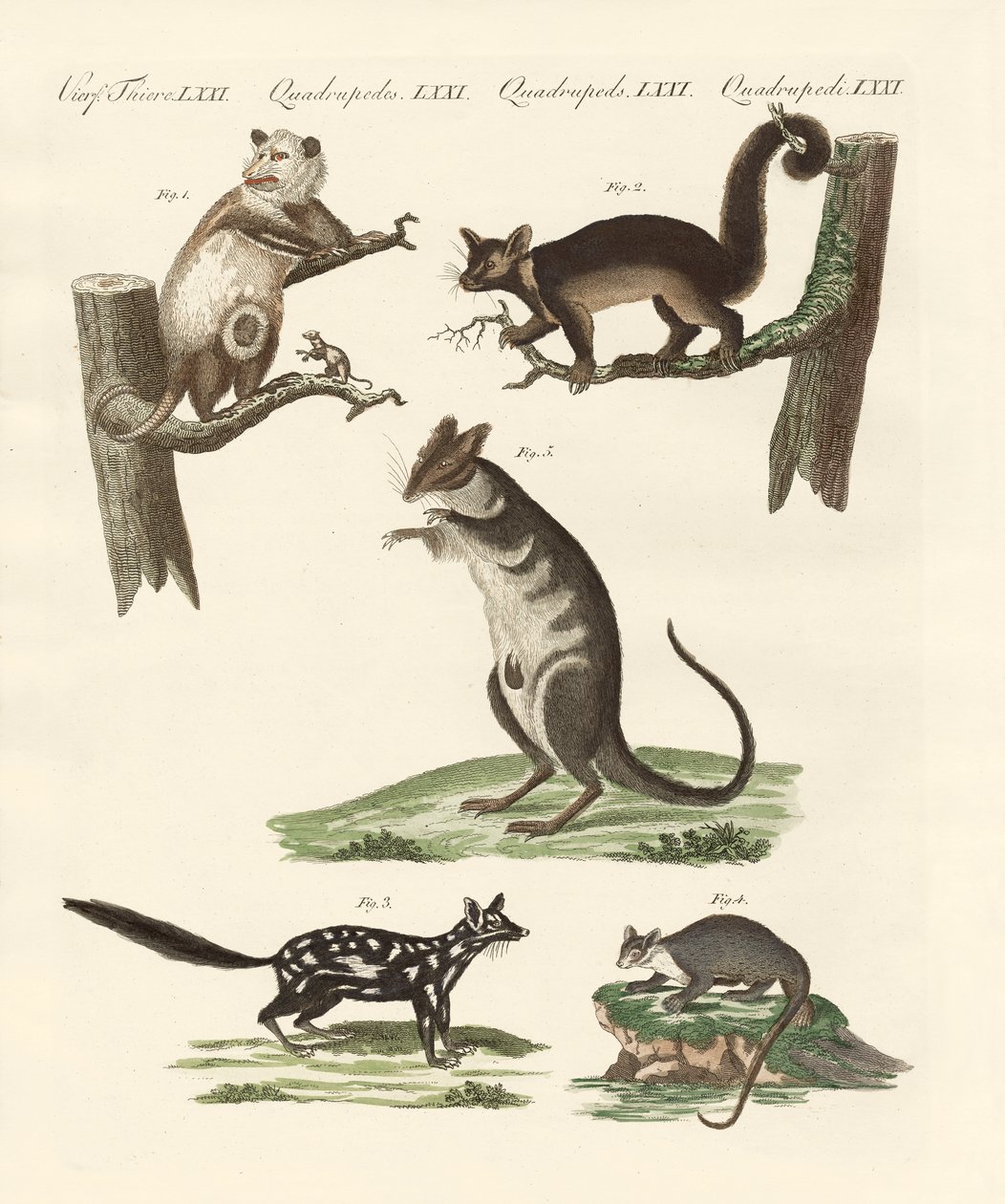Marsupiales de German School