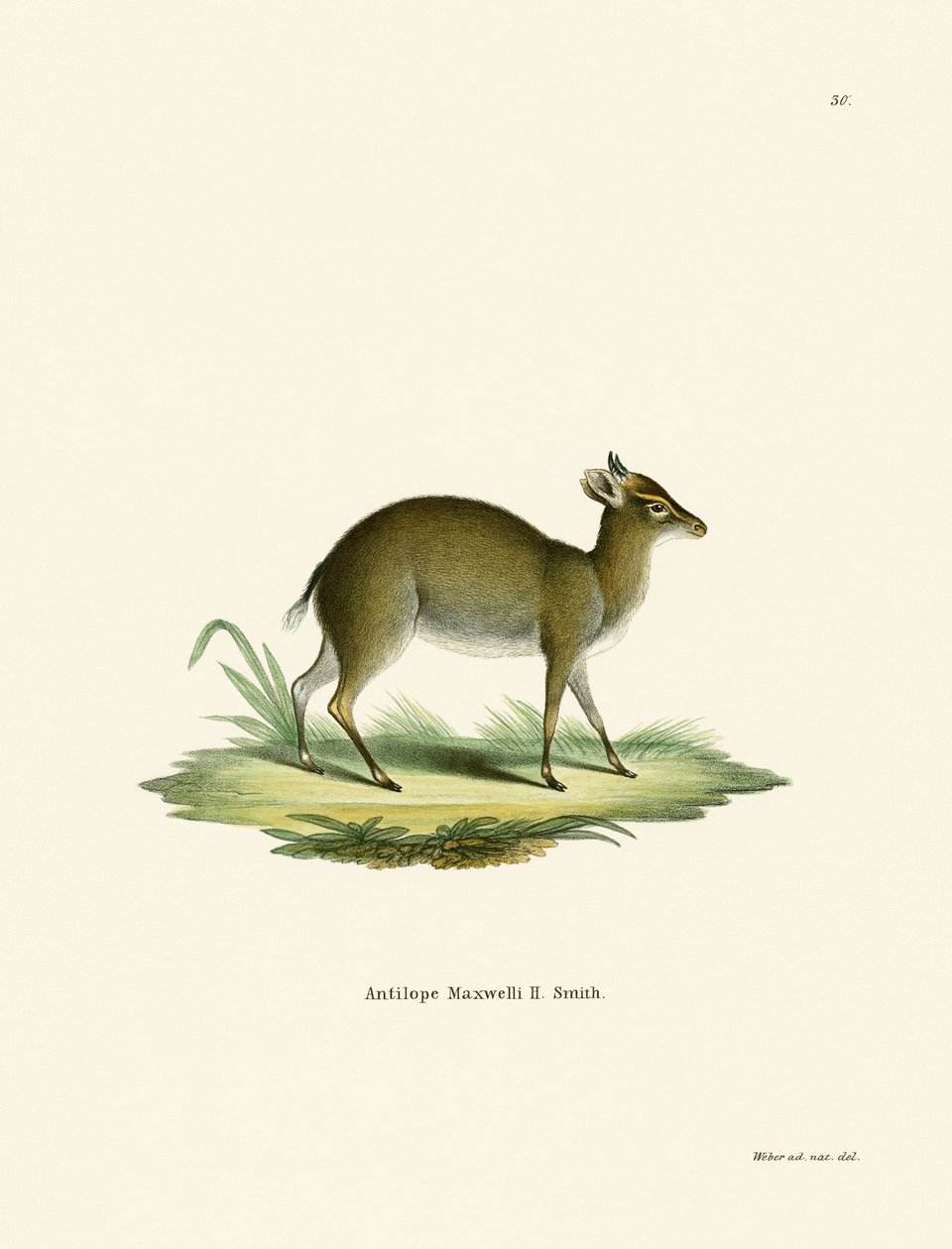 Duiker de Maxwell de German School