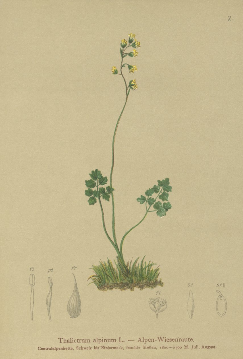Ruda de pradera (Thalictrum alpinum) de German School