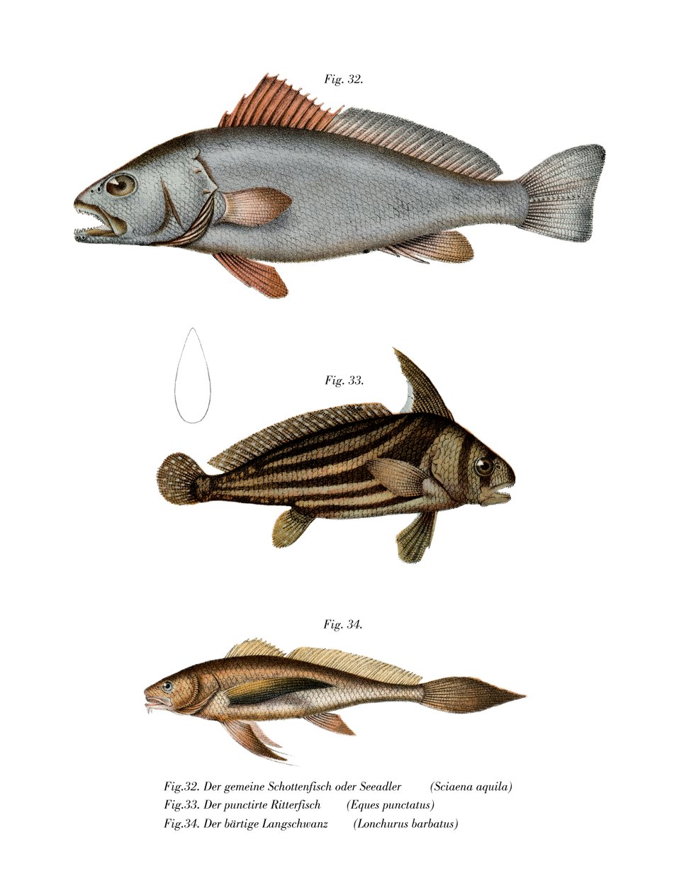 Corvina de German School