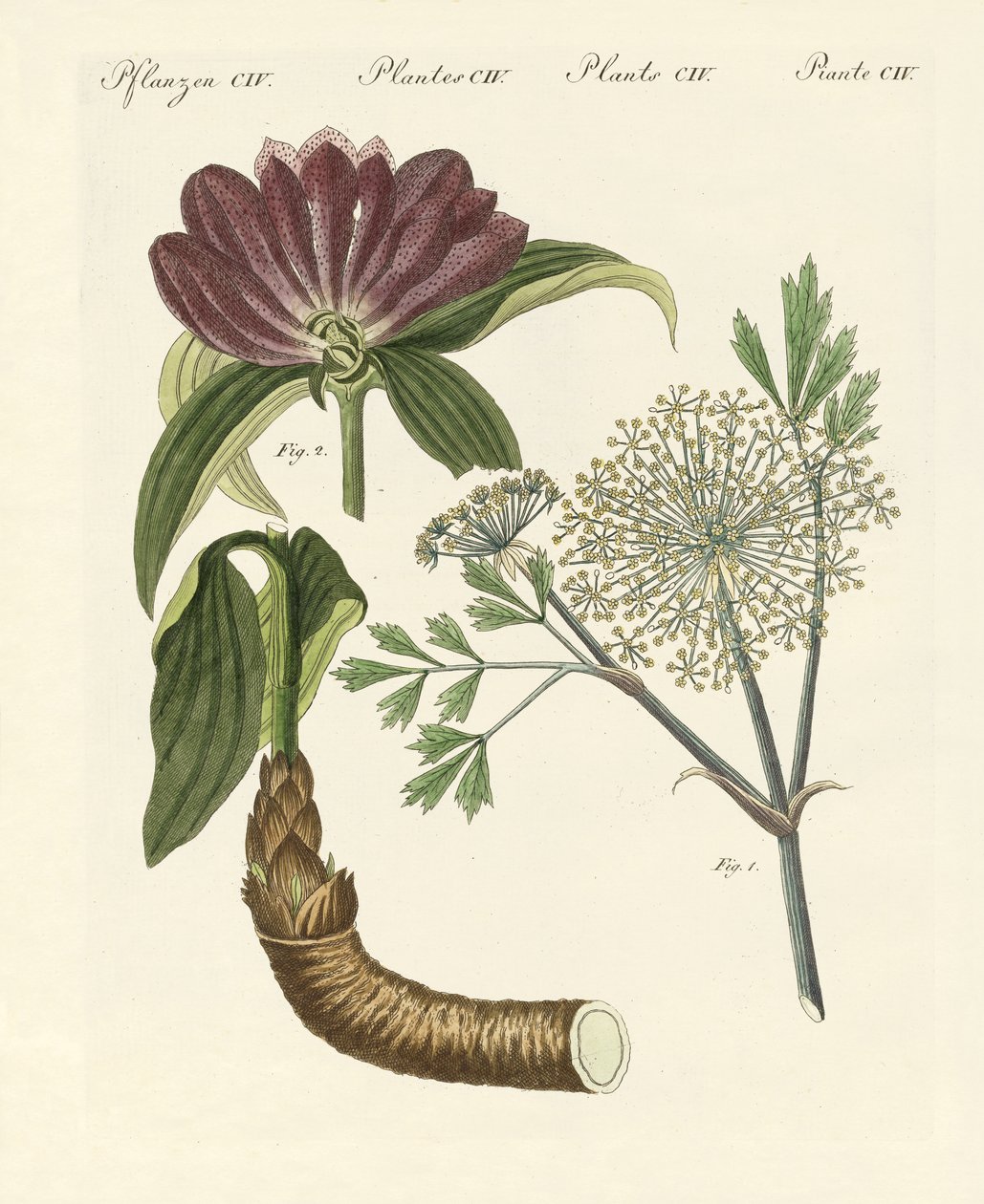 Plantas medicinales de German School