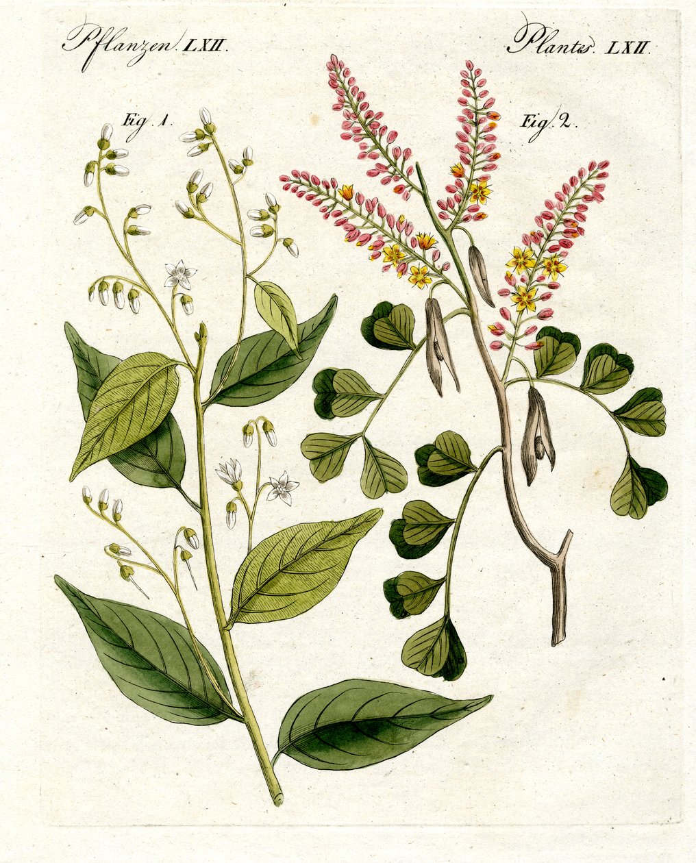 Plantas medicinales de German School