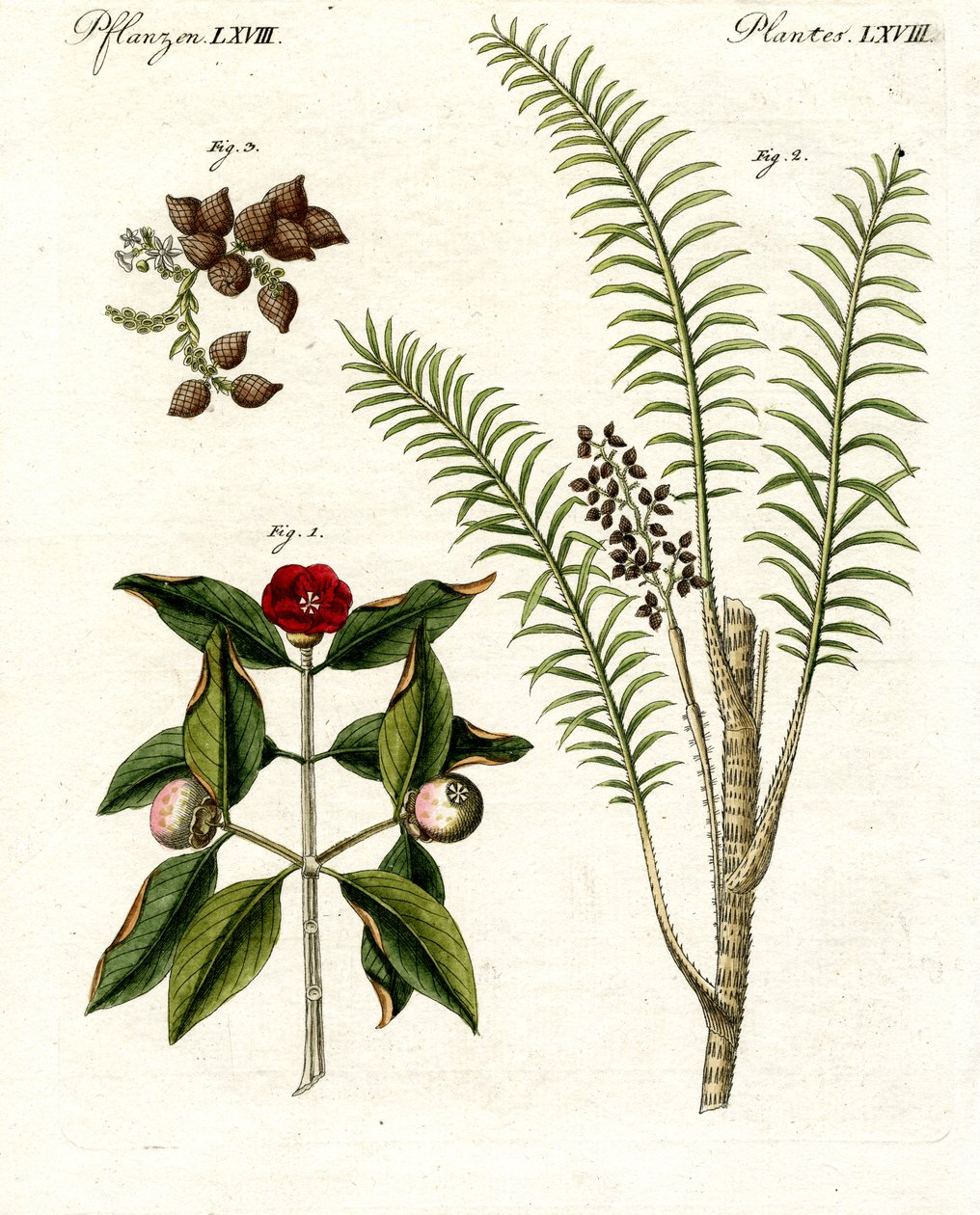 Plantas medicinales de German School