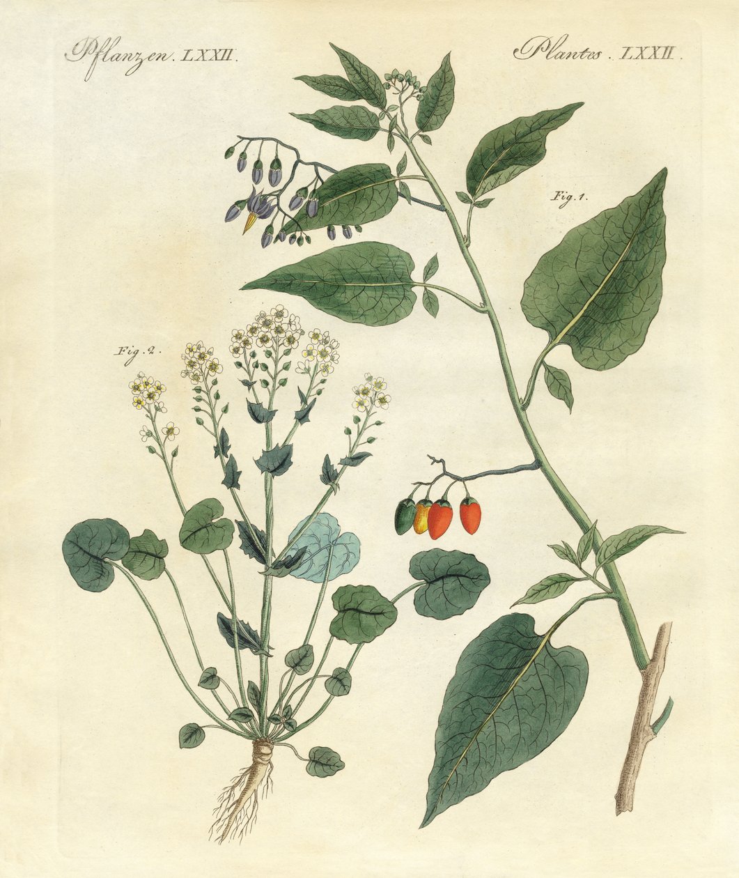 Plantas medicinales de German School