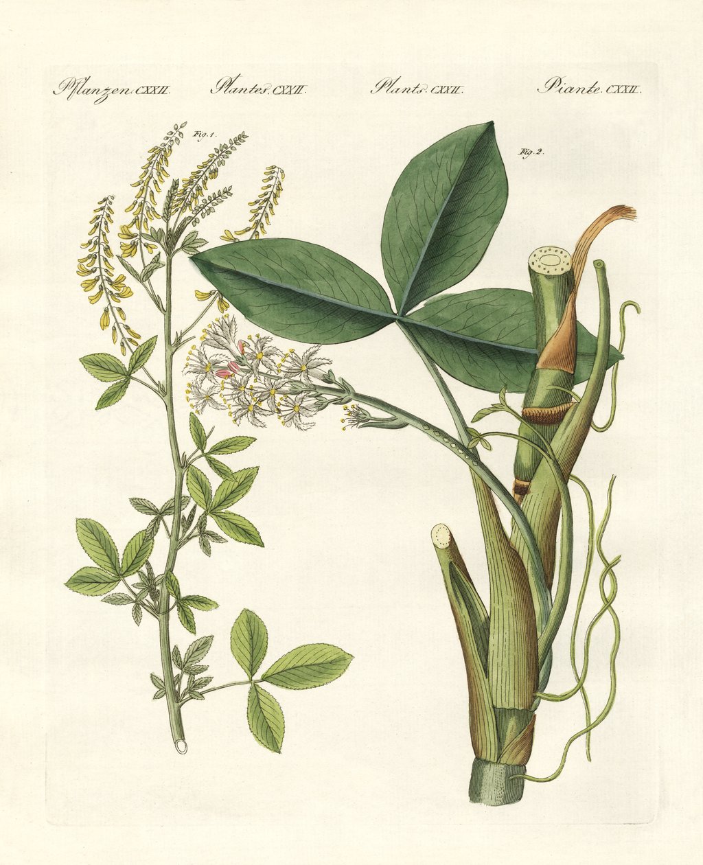 Plantas medicinales de German School