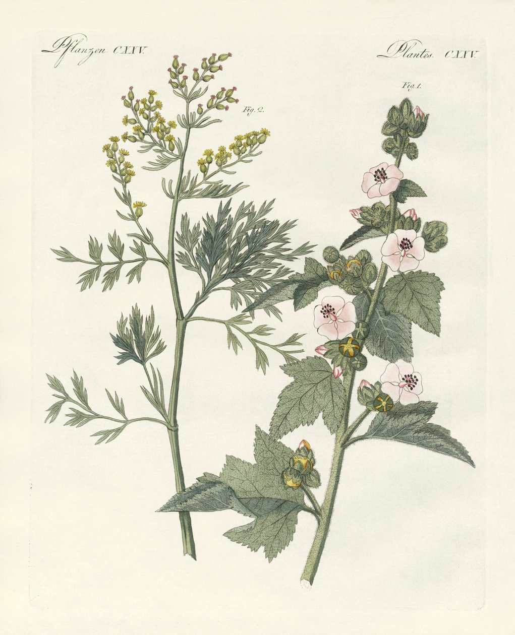 Plantas medicinales de German School