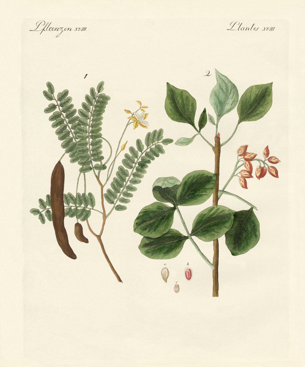 Plantas medicinales de German School
