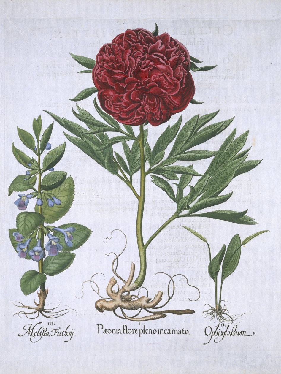 Melissa, Peonía y Odontoglossum, de Hortus Eystettensis por Basil Besler (1561-1629) publicado en 1613 de German School