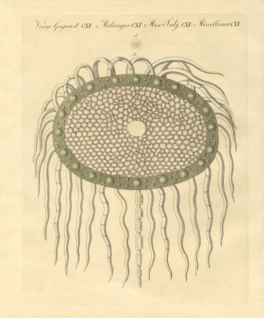 Imagen microscópica del agujero del cardo sin plumas de German School