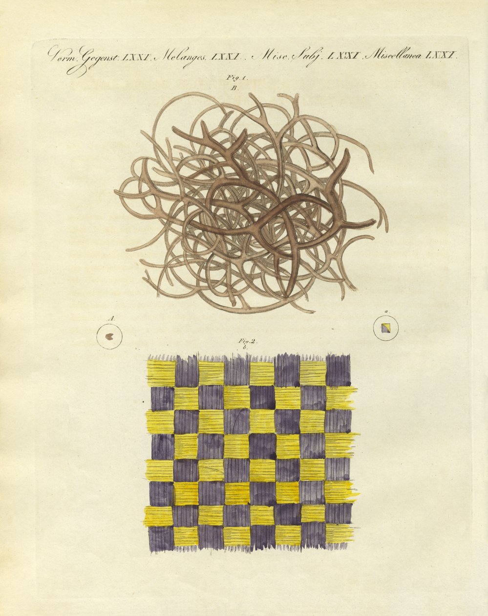Vista microscópica de la esponja de mar y la medusa de German School