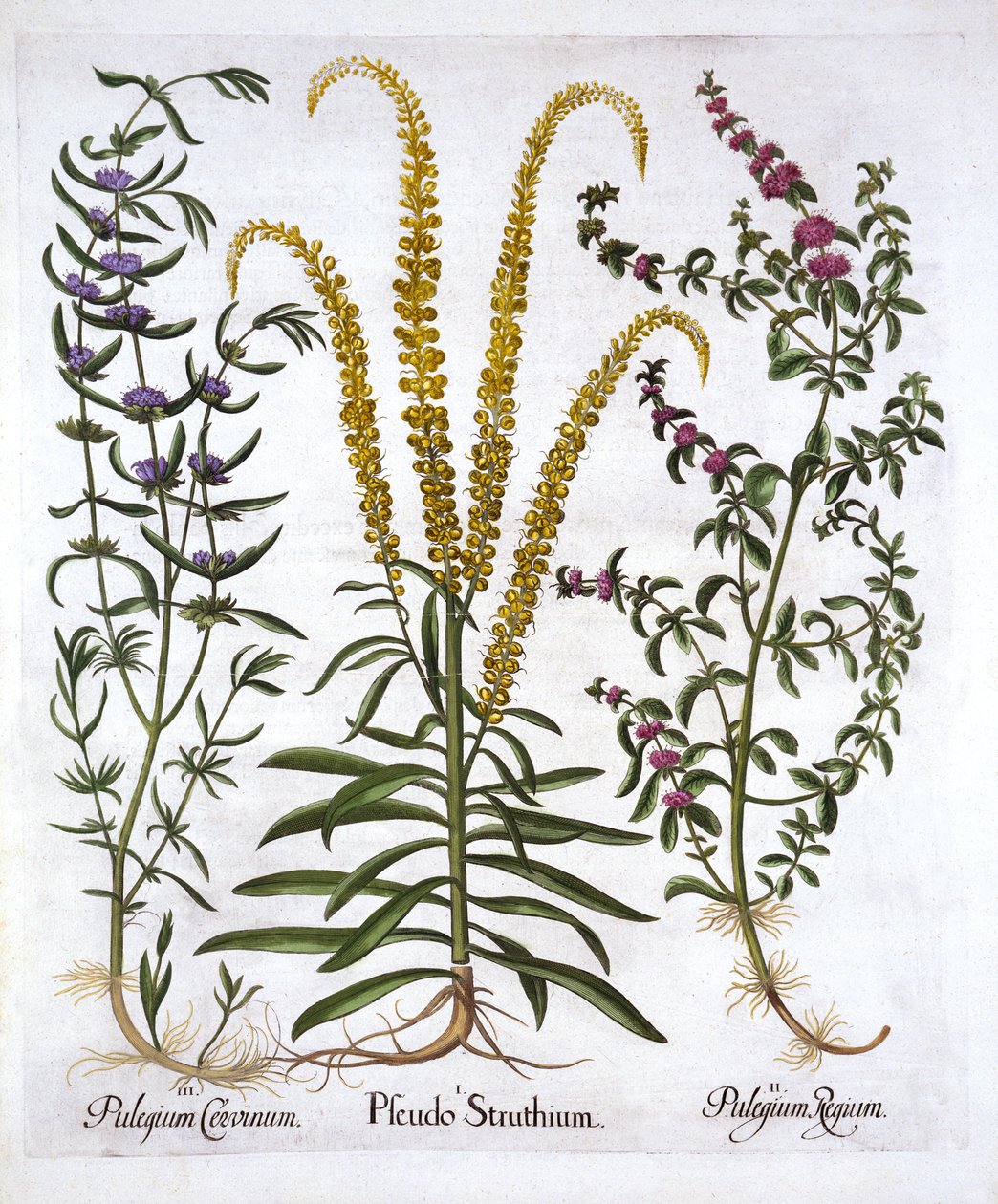 Mignonette, Poleo y Menta de Pantano, de Hortus Eystettensis, por Basil Besler, pub. 1613 de German School