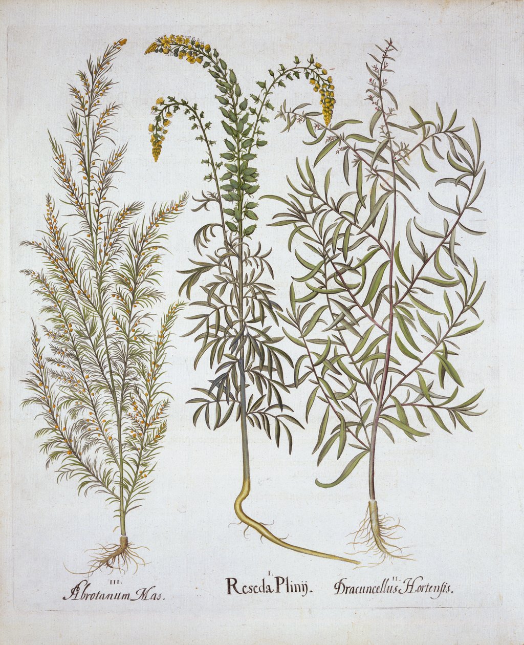 Reseda, artemisa y estragón, de Hortus Eystettensis, por Basil Besler, pub. 1613 de German School