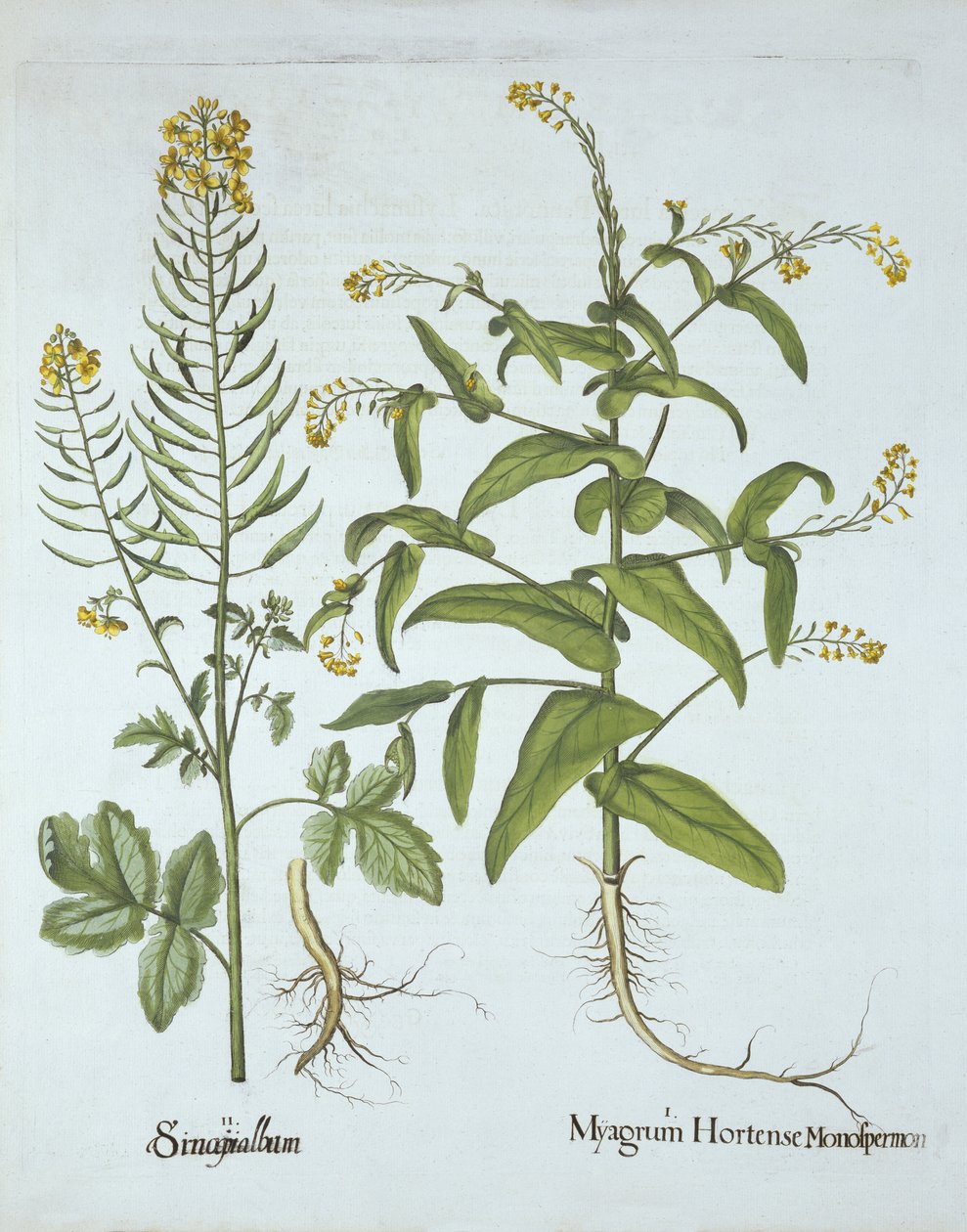 Berro de Mitra y Mostaza Blanca, de Hortus Eystettensis, por Basil Besler (1561-1629), pub. 1613 de German School