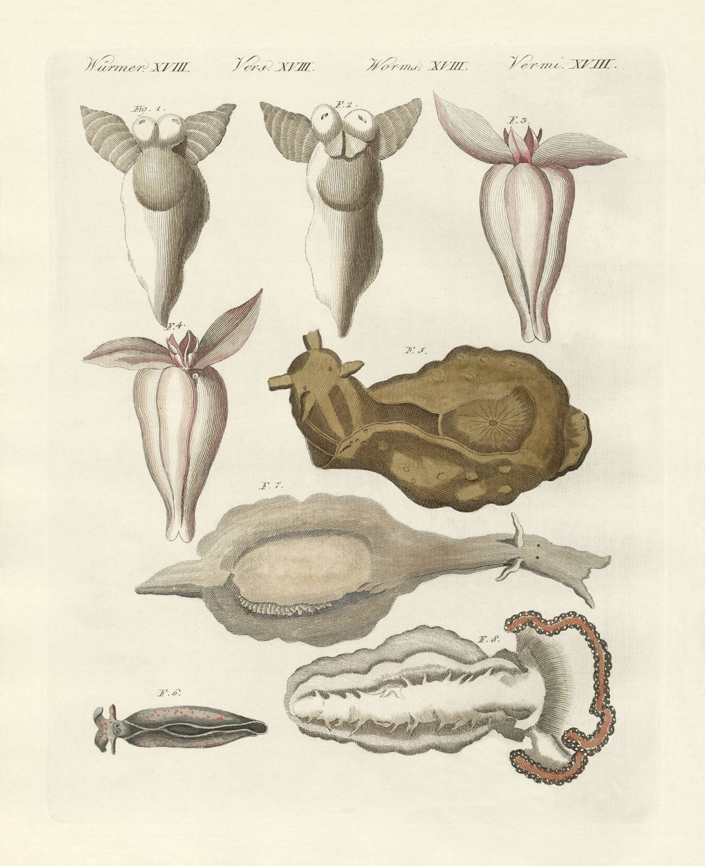 Moluscos de German School