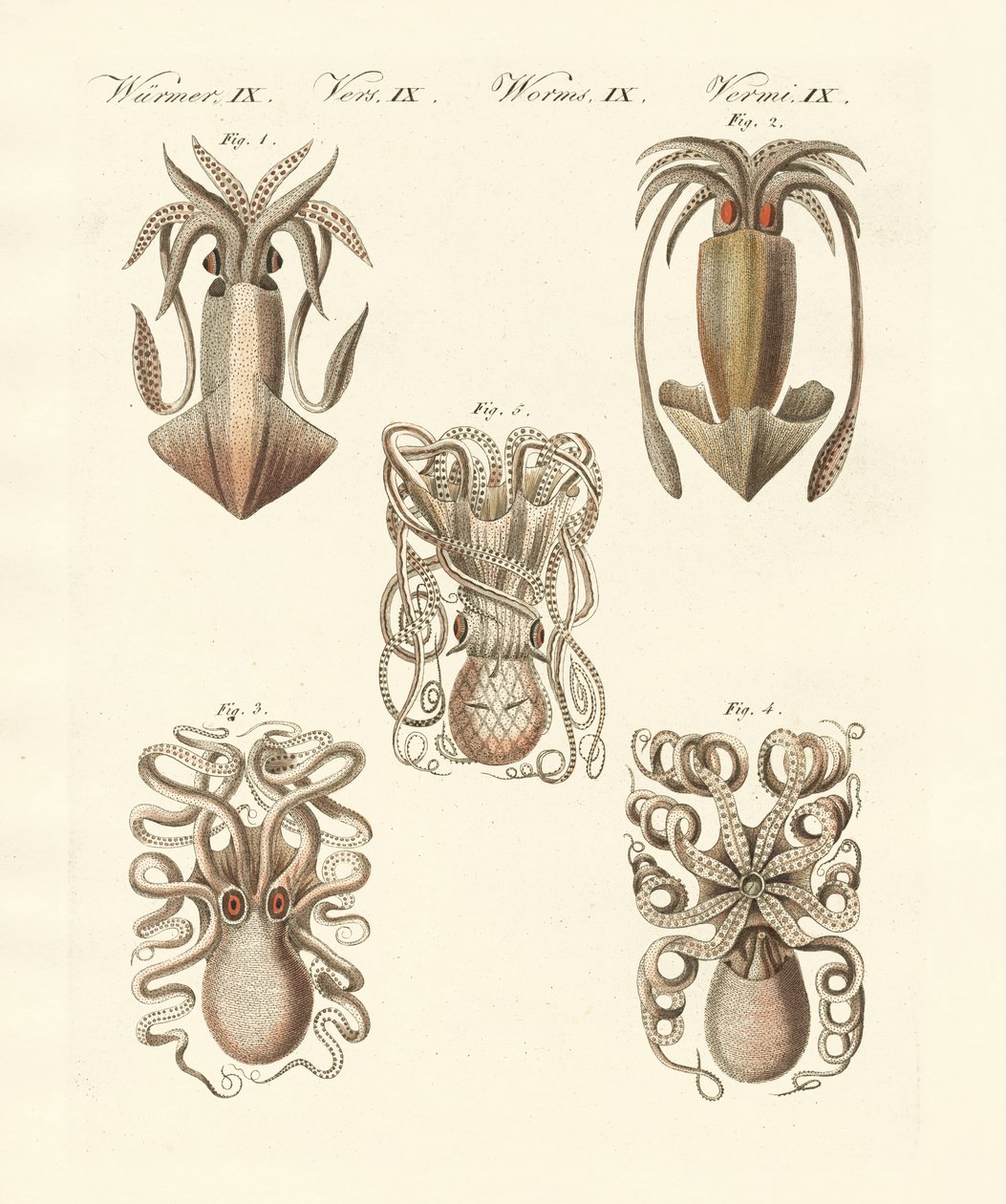 Moluscos o gusanos blandos de German School