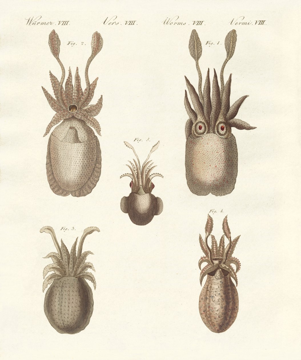 Moluscos o gusanos blandos de German School