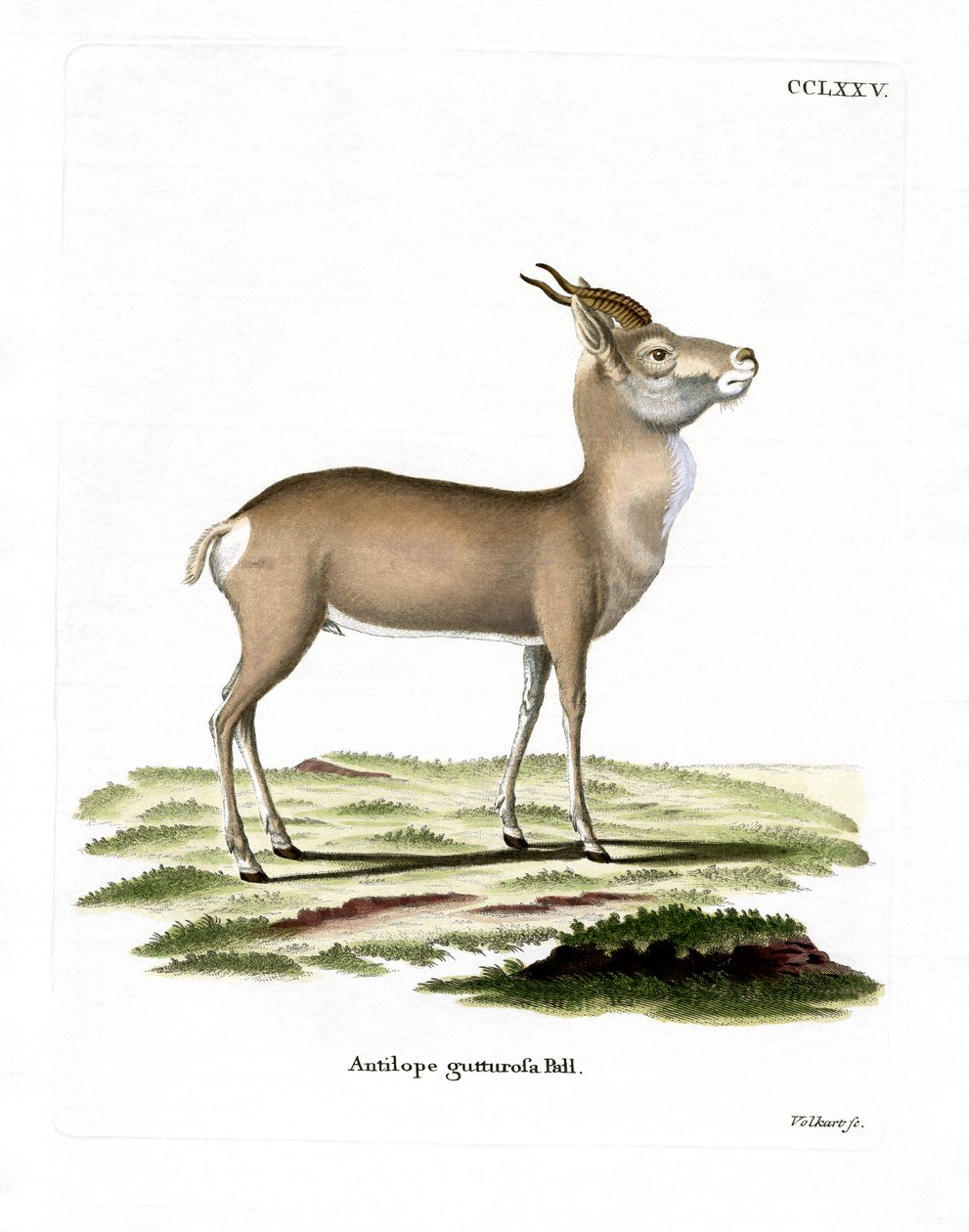 Gacela Mongola de German School