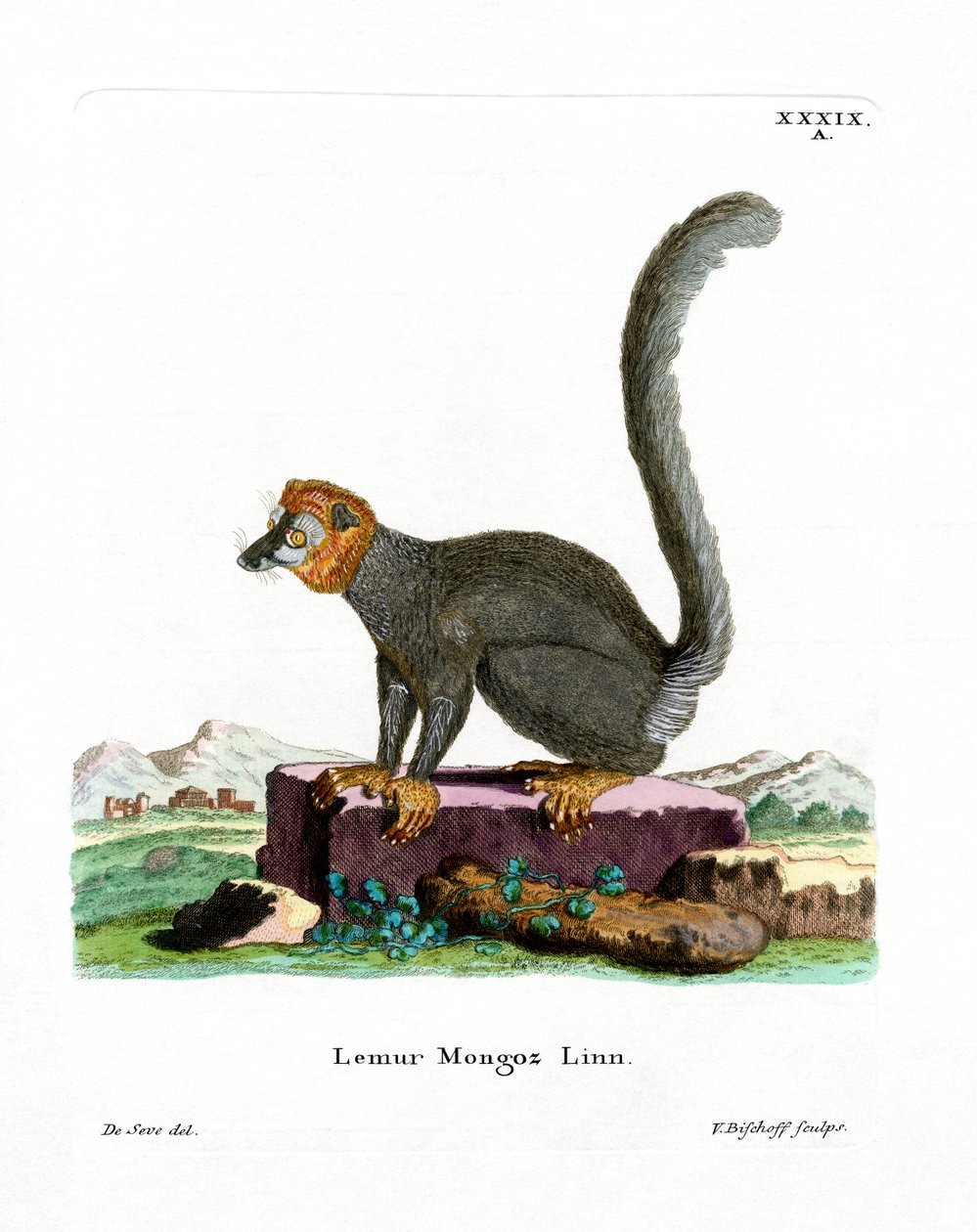 Lémur Mangosta de German School