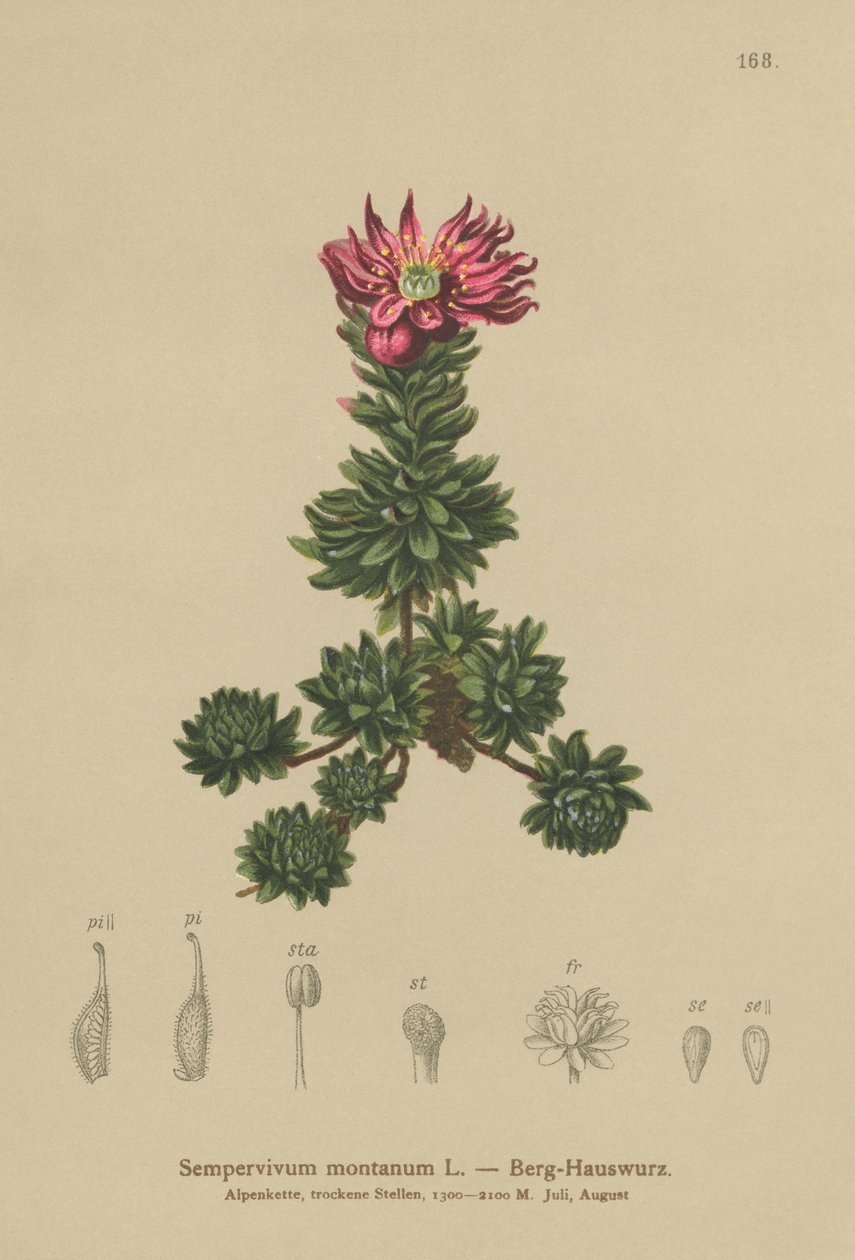 Siempreviva de montaña (Sempervivum montanum) de German School