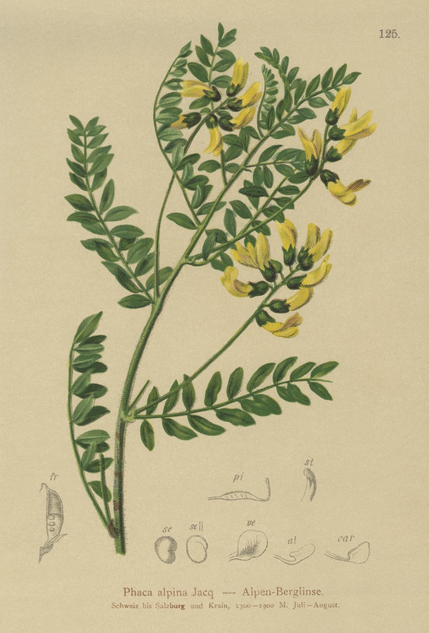 Lenteja de montaña (Phaca alpina, Astragalus alpinus, Astragalus penduliflorus, Colutea alpina, Phaca alpina, Tragacantha penduliflora) de German School