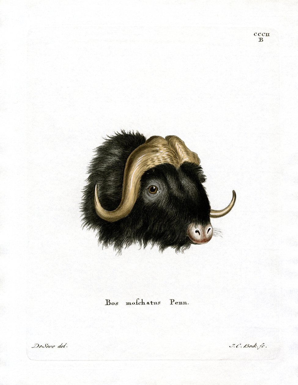 Cabeza de Buey Almizclero de German School