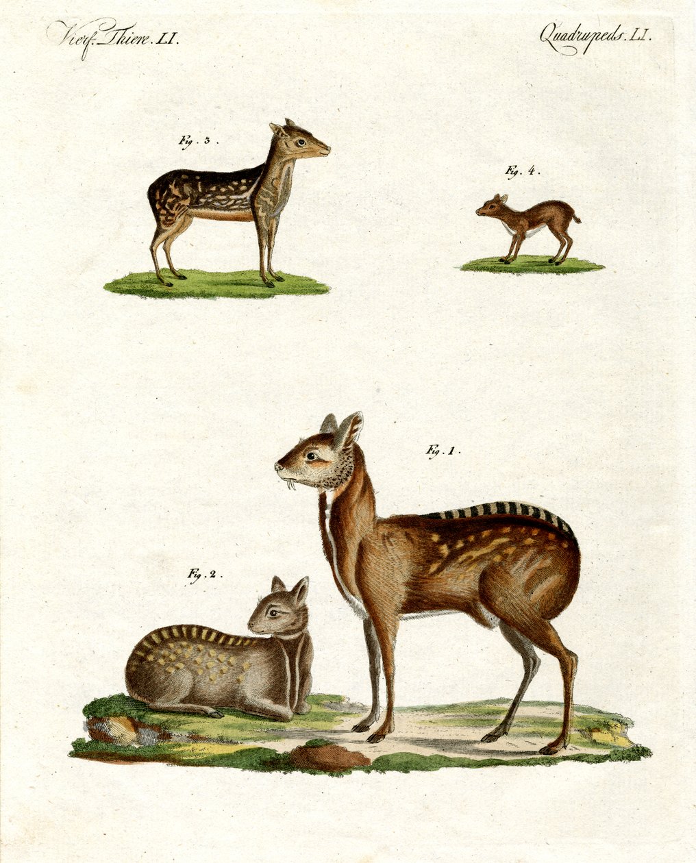 Animales almizcleros de German School
