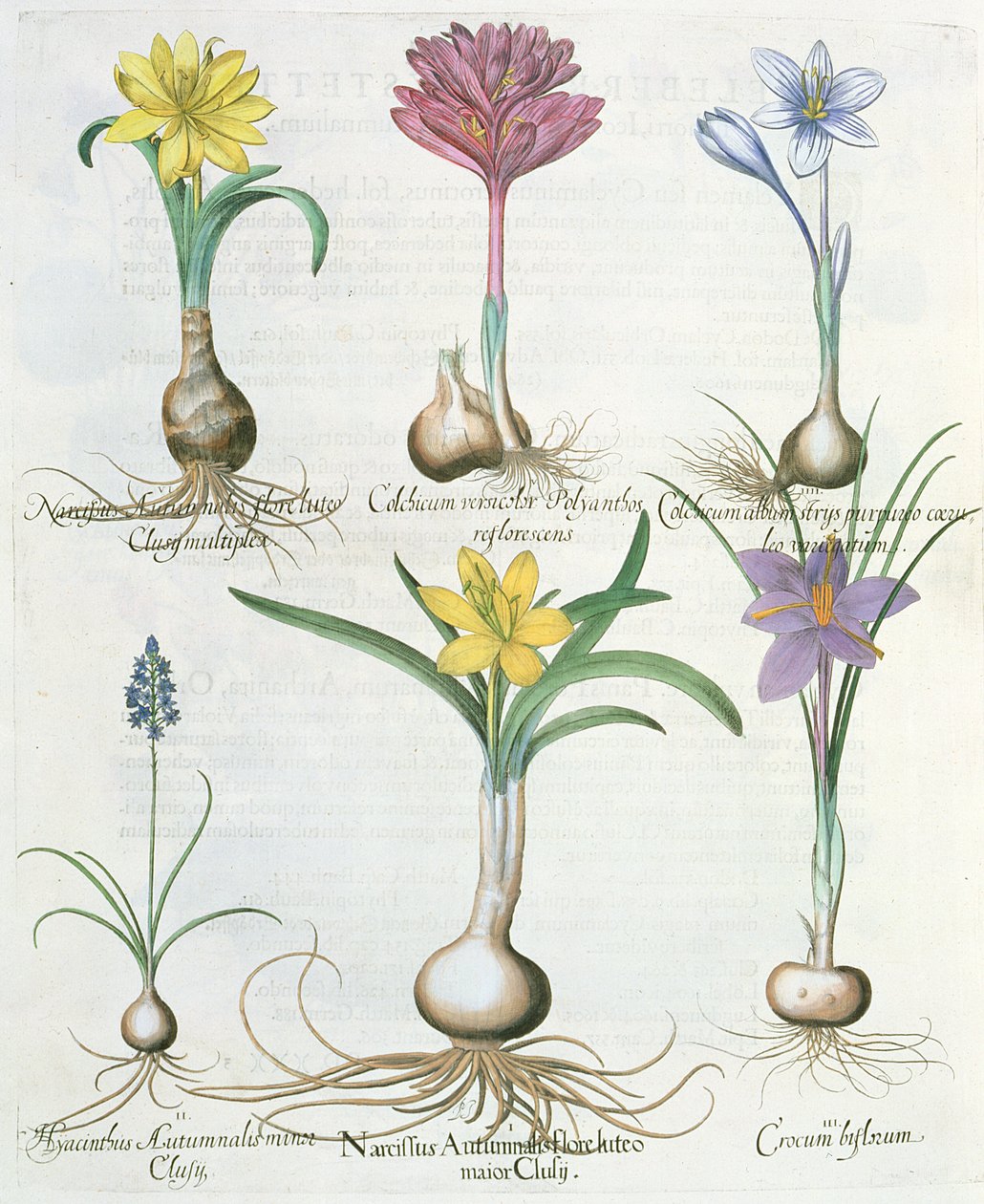 Narcisos, crocus y jacinto: 1.Narcissus autumnalis; 2.Hyacinthus autumnalis; 3.Crocum biflorum; 4.Colchium album; 5.Colchium versicolor; 6.Narcissus autumnalis, del Hortus Eystettensis por Basil Besler de German School