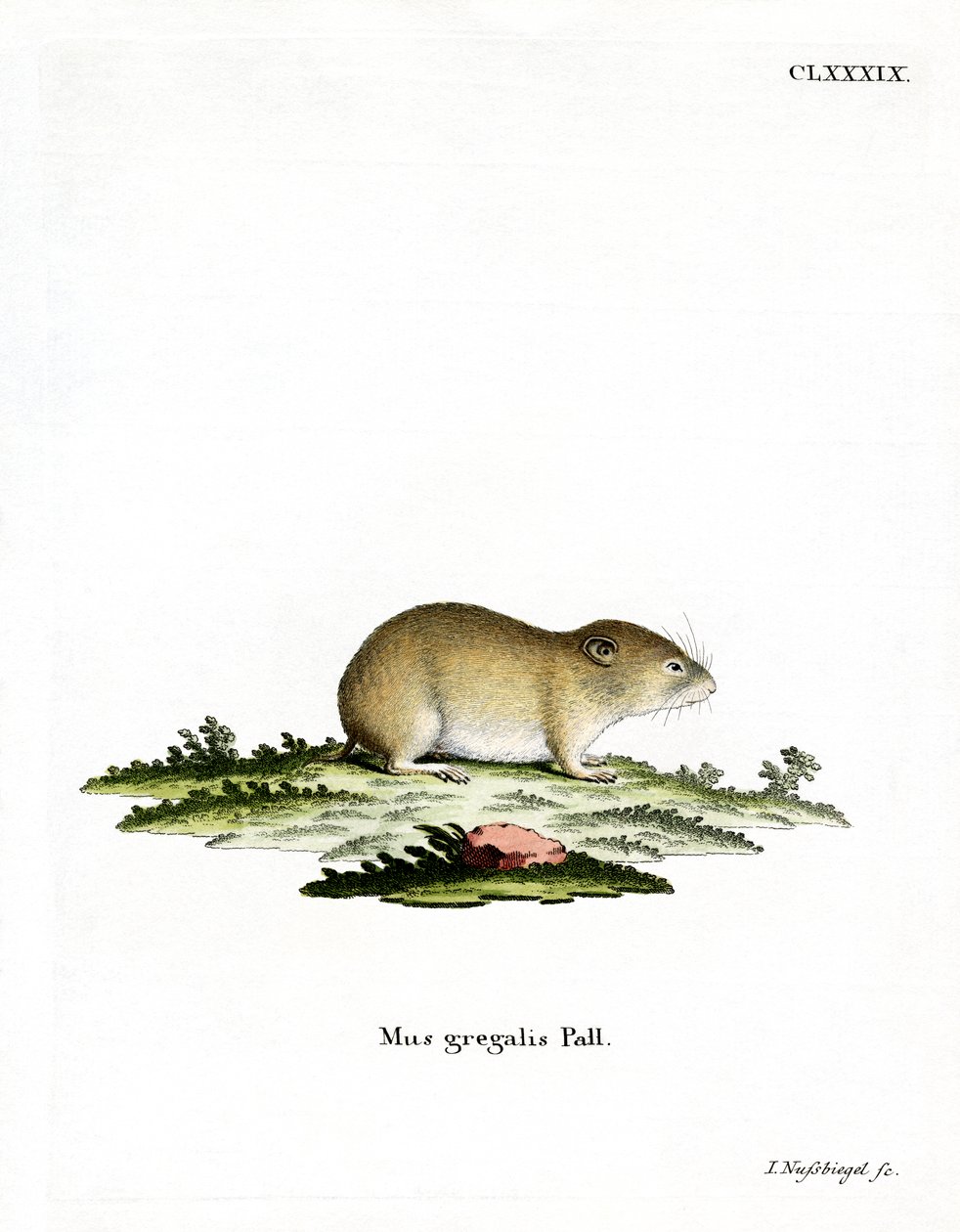 Topillo de Cabeza Estrecha de German School