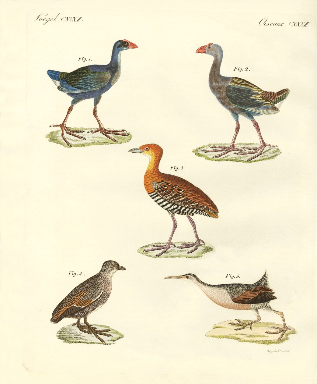 Aves nuevas de German School