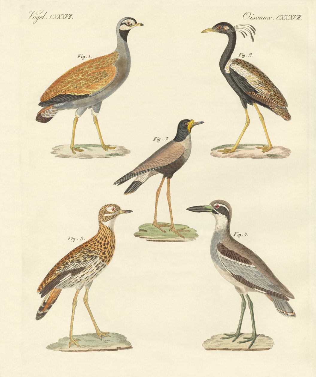 Aves ratites nuevas de German School